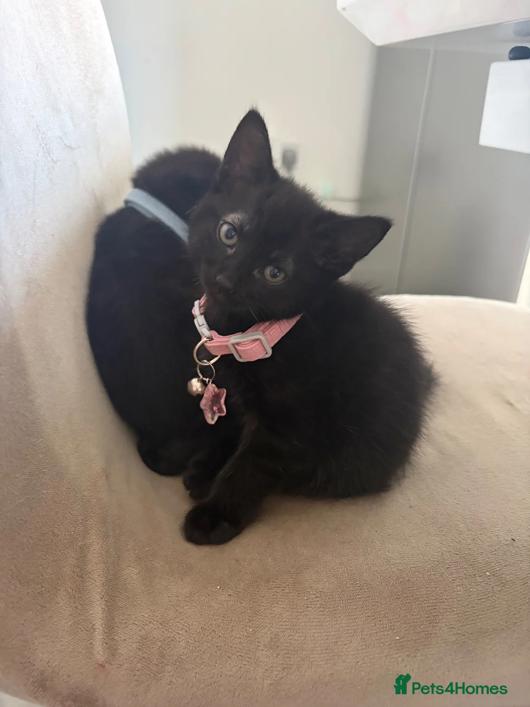 Mixed Breed cats for sale: Bengal mix black kittens Ready to go now  - Advert 1