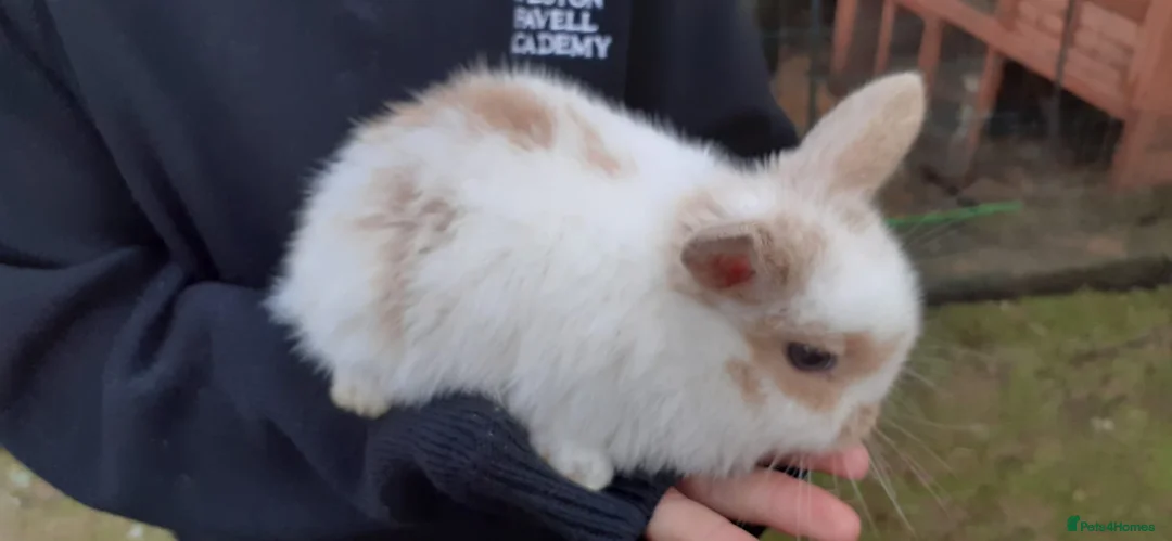 Mini Lop rabbits for sale: Mini lop babies  - Advert 5