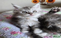 Maine Coon cats for sale: Stunning GCCF Maine Coon kittens  - Image 12