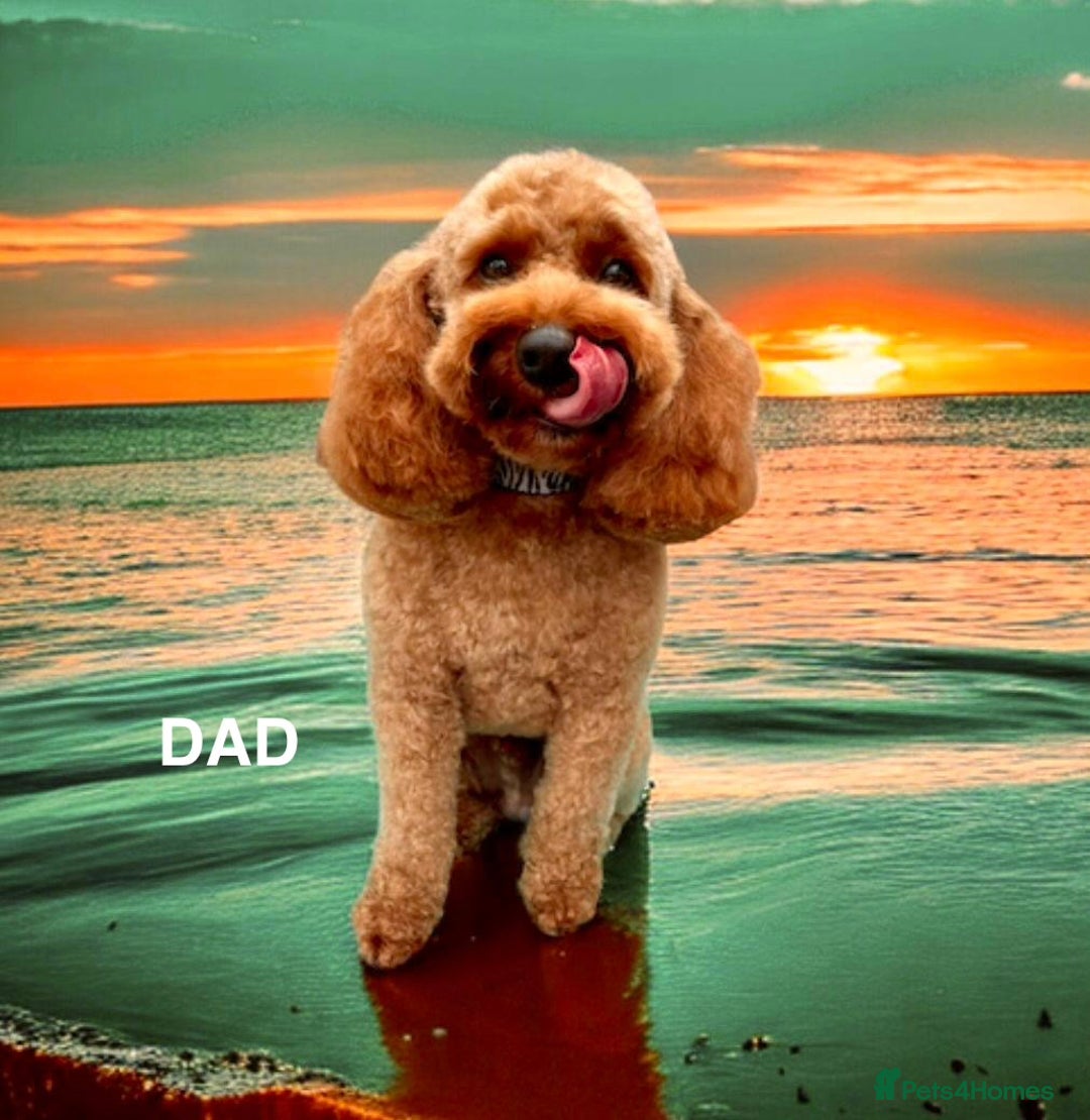 Cockapoo dogs for sale: Adorable cockapoo puppies for sale - Advert 18