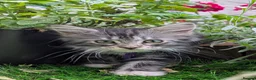 Maine Coon cats for sale: Champion Sired Maine Coon Kittens  TICA Registered - Advert 8