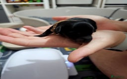 Dachshund dogs for sale: Beautiful Dachshund Puppies - Image 6