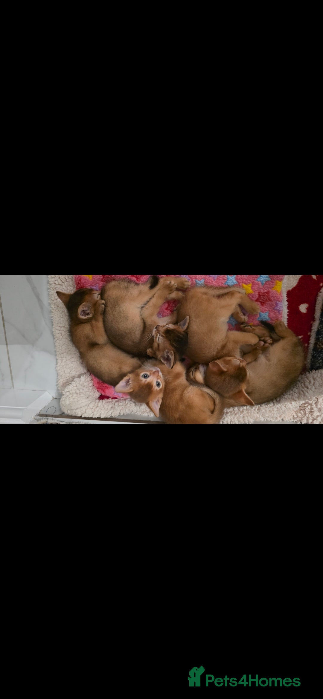 Abyssinian cats for sale: Adorable Abyssinian Kittens - Image 8
