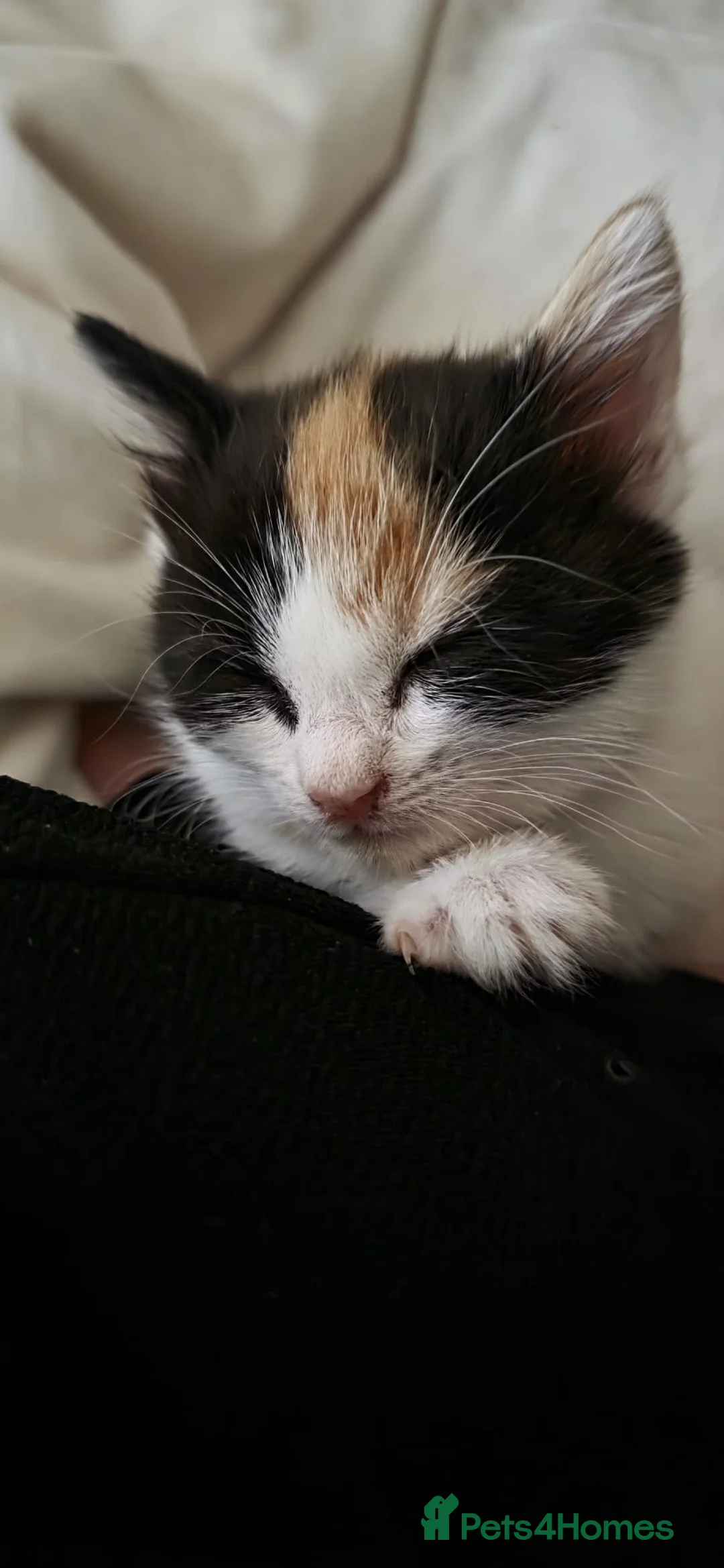 Mixed Breed cats for sale: Female Calico Kitten - Advert 2
