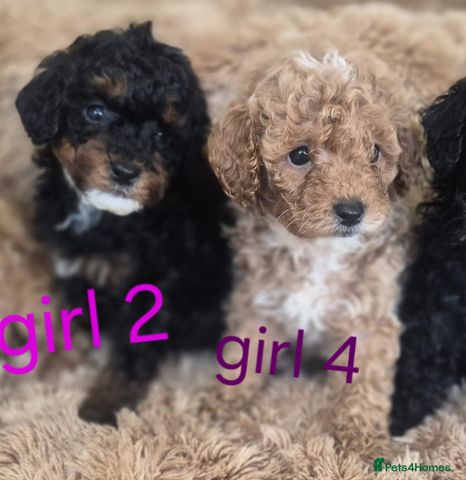 Toy Poodle dogs Toy poodle 🐩 kc registered mum and dad  - Advert 2