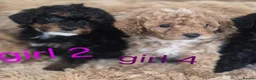 Toy Poodle dogs for sale: Toy poodle 🐩 kc registered mum and dad  in Chester - Advert 26