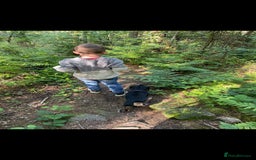 Dachshund dogs for sale: Kc registered dachshund  - Image 7
