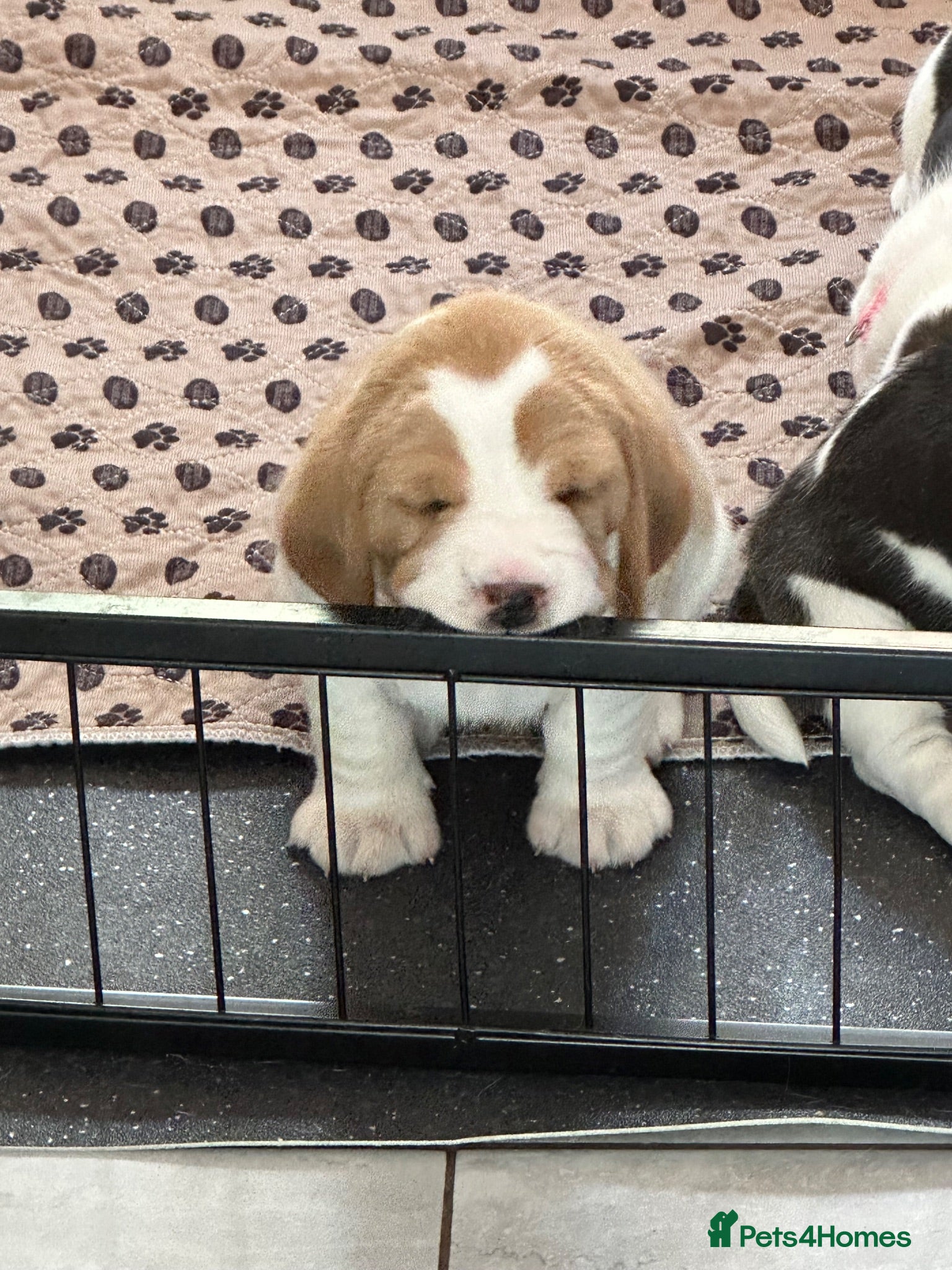 Beagle dogs Beautiful KC registered 5th gen pedigree puppies - Advert 2