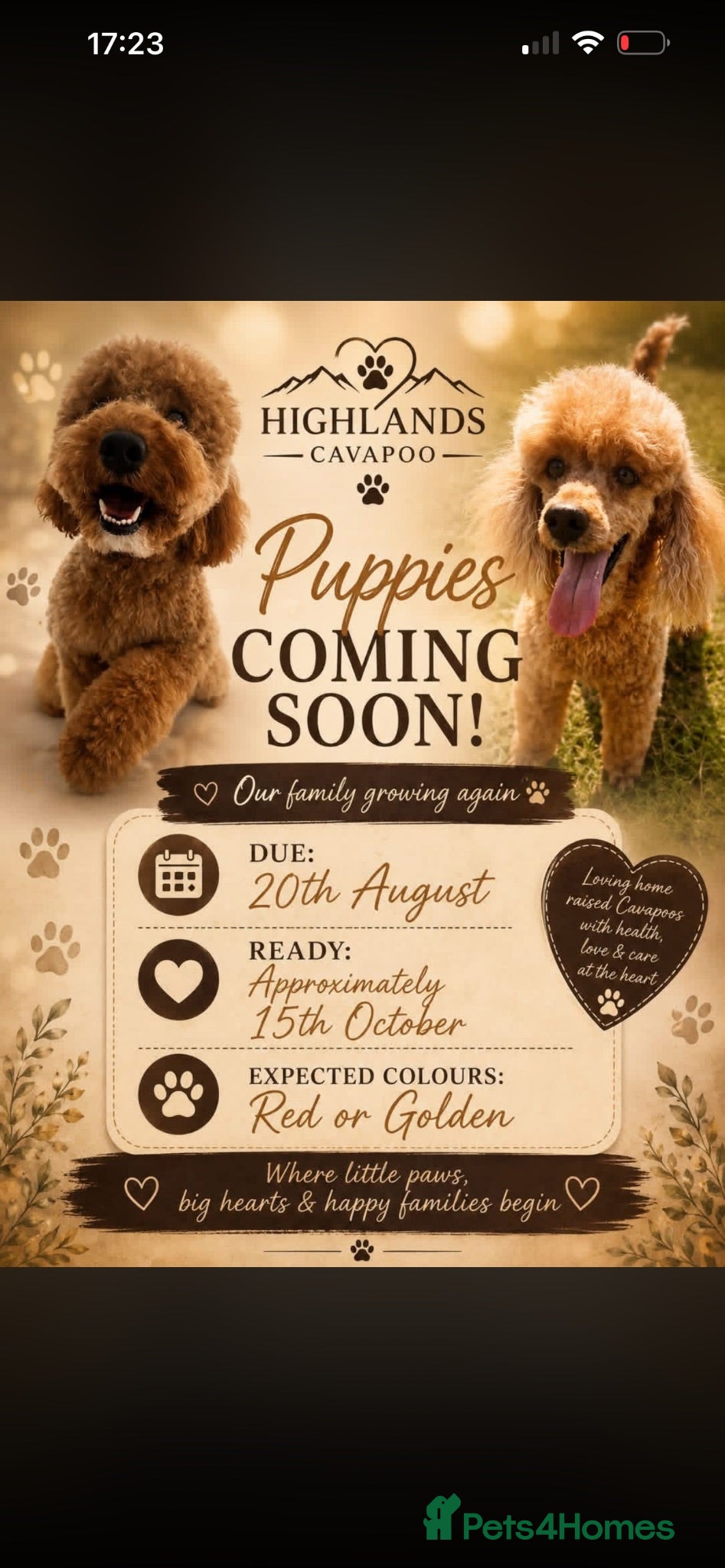 Cavapoo dogs 5 star licensed Cavapoo home breeder wait list  - Advert 18