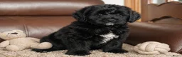 Goldendoodle dogs for sale: Beautiful miniature F1 Goldendoodle - Advert 20