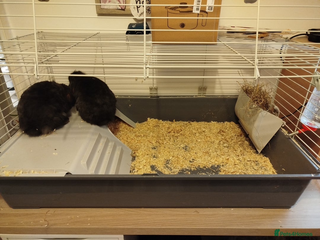 Mini Lion Lop rabbits for sale: Mini lion lop bonded pair - Advert 7