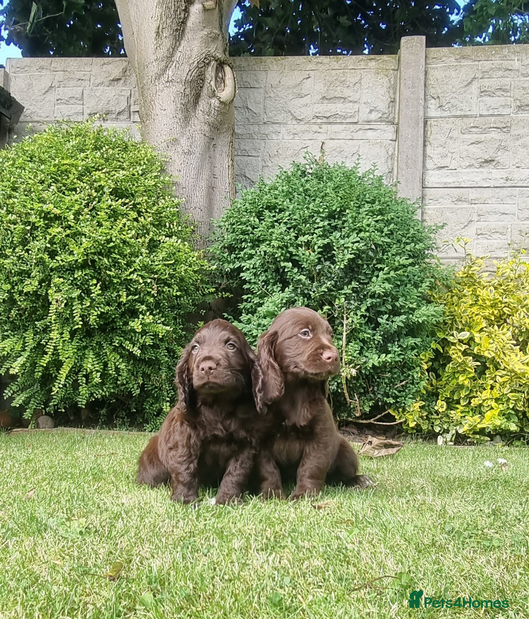 Sprocker dogs F1 Sprocker Spaniel  - Advert 6