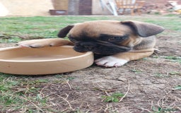 French Bulldog dogs for sale: BINGO  - Image 12