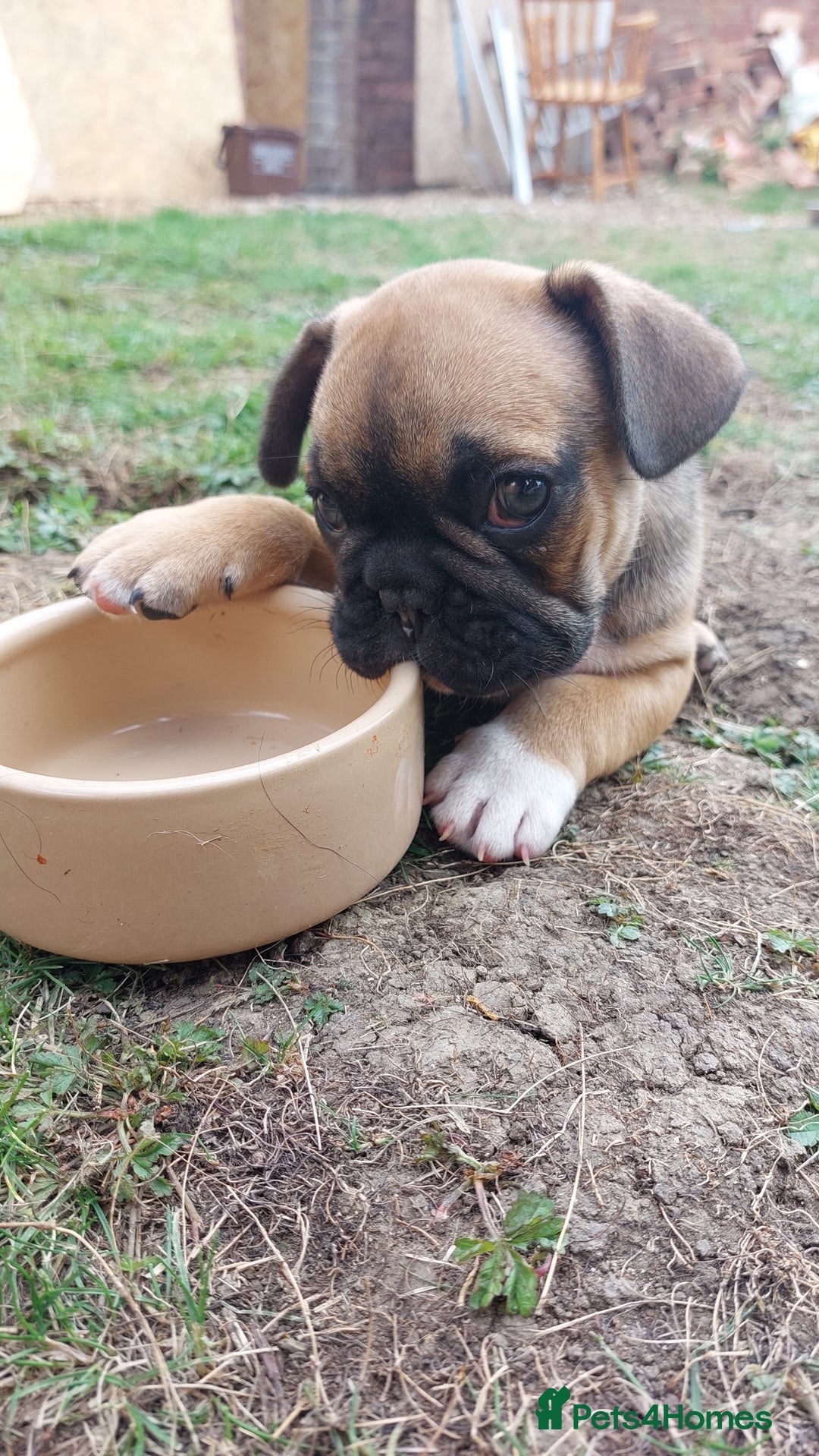 French Bulldog dogs for sale: BINGO  - Image 12