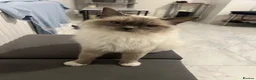 British Shorthair cats for sale: British shorthair x Ragdoll blue point kitten 🩷 - Advert 5