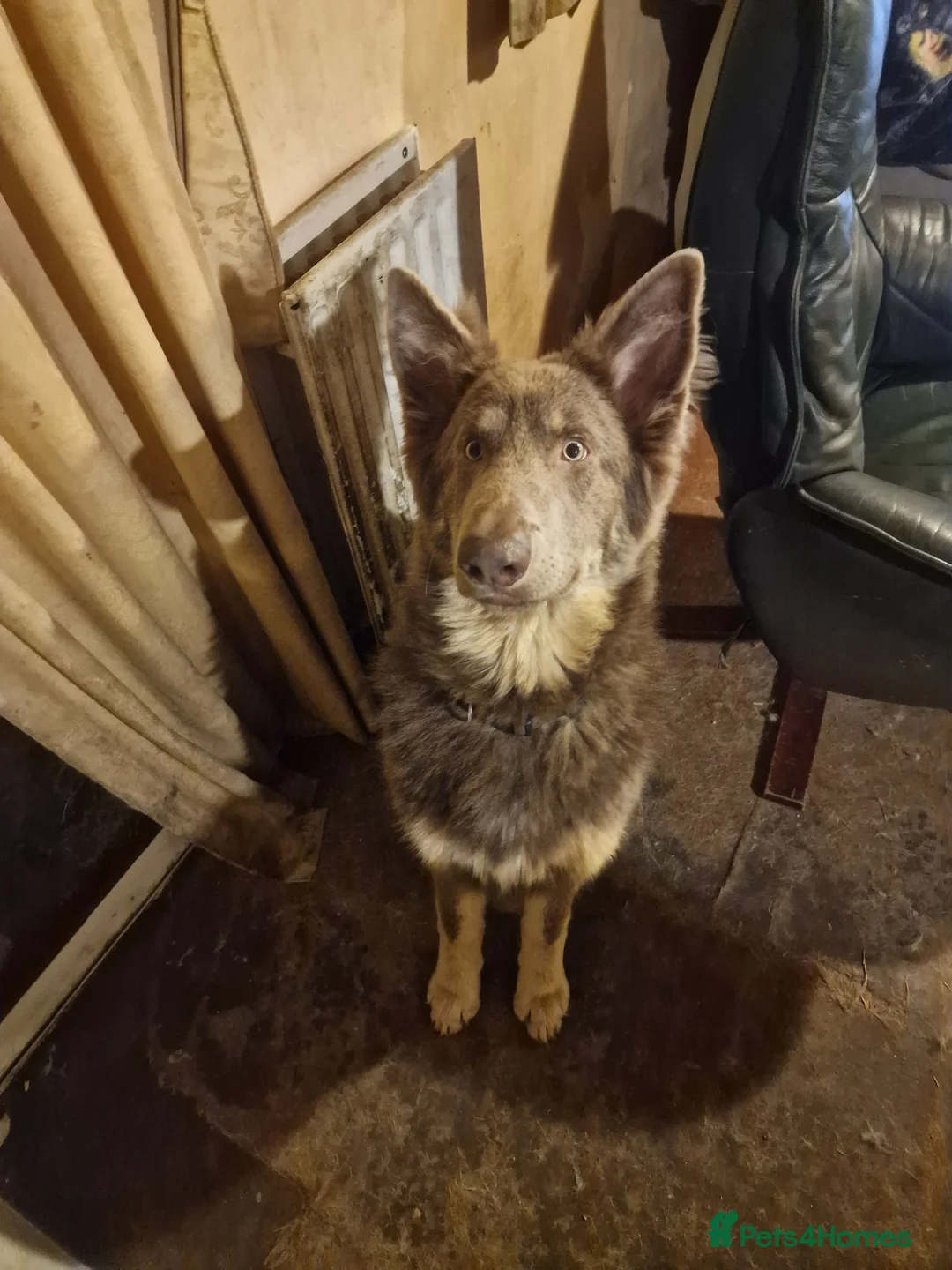 German Shepherd dogs for stud: Isabella and tan german shepherd stud - Advert 8