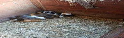 Guinea Pig rodents for sale: Baby boy ready soon  - Advert 4