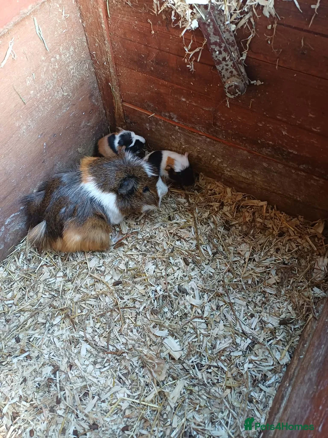 Guinea Pig rodents for sale: Baby boy ready soon  - Advert 4