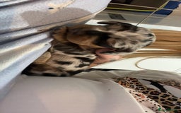 Dachshund dogs for sale: Dachounds - Image 9