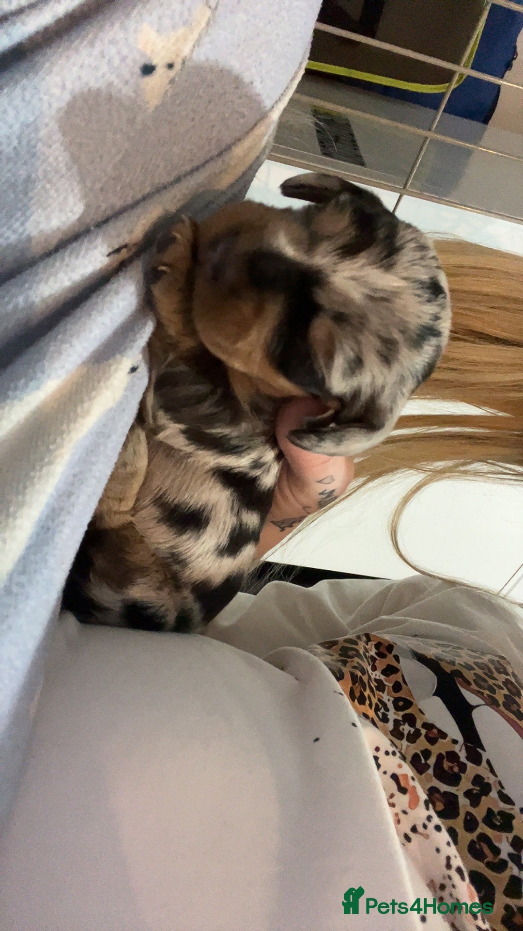 Dachshund dogs for sale: Dachounds - Image 9