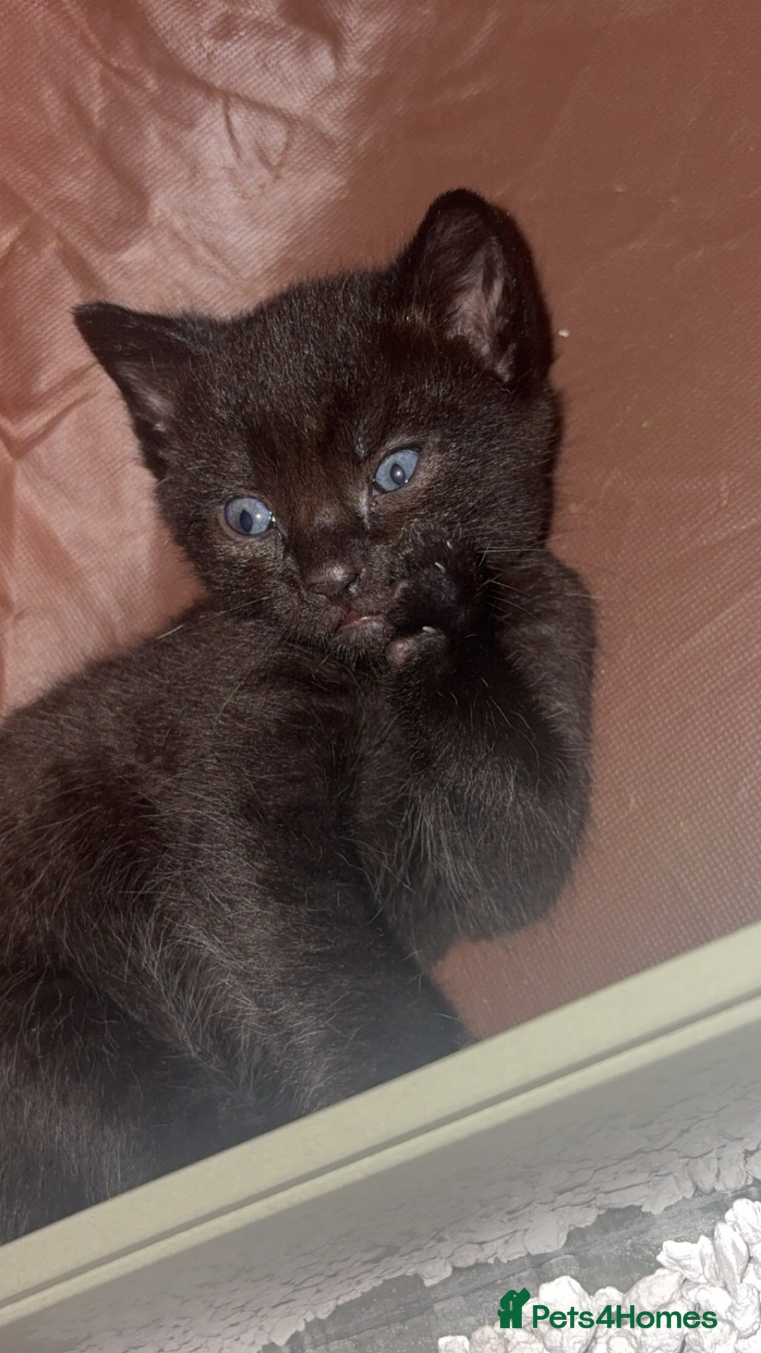 Mixed Breed cats for sale: Kittens for sale  - Image 6