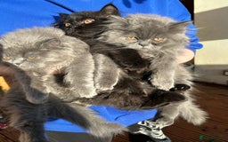 Persian cats for sale: Persian cats London  - Advert 5