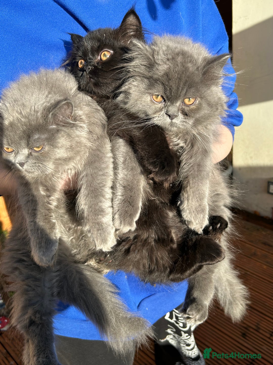 Persian cats for sale: Persian cats London  - Advert 5