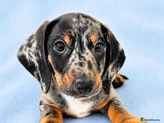 Miniature Dachshund dogs 5★ LICENSED BREEDER • KC REG BOYS READY NOW - Advert 1
