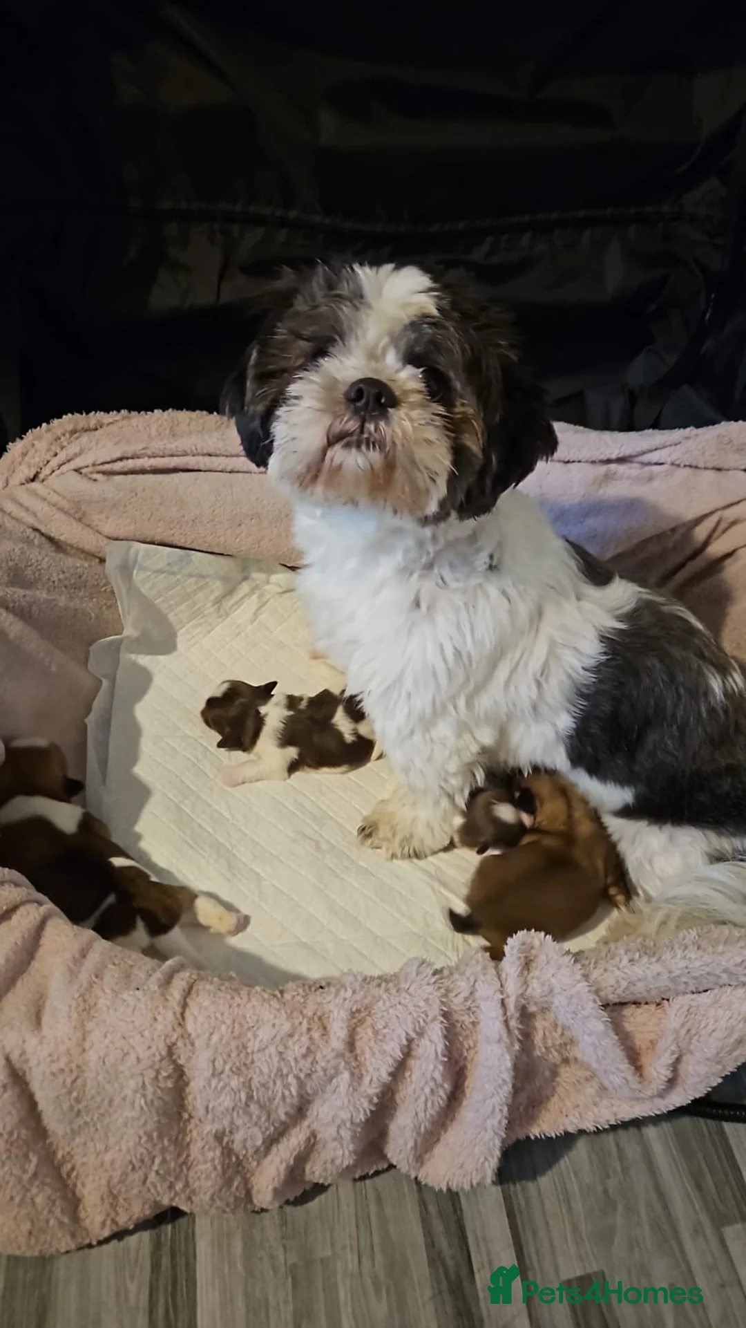 Shih Tzu dogs for sale: 1 little boy left - Advert 2