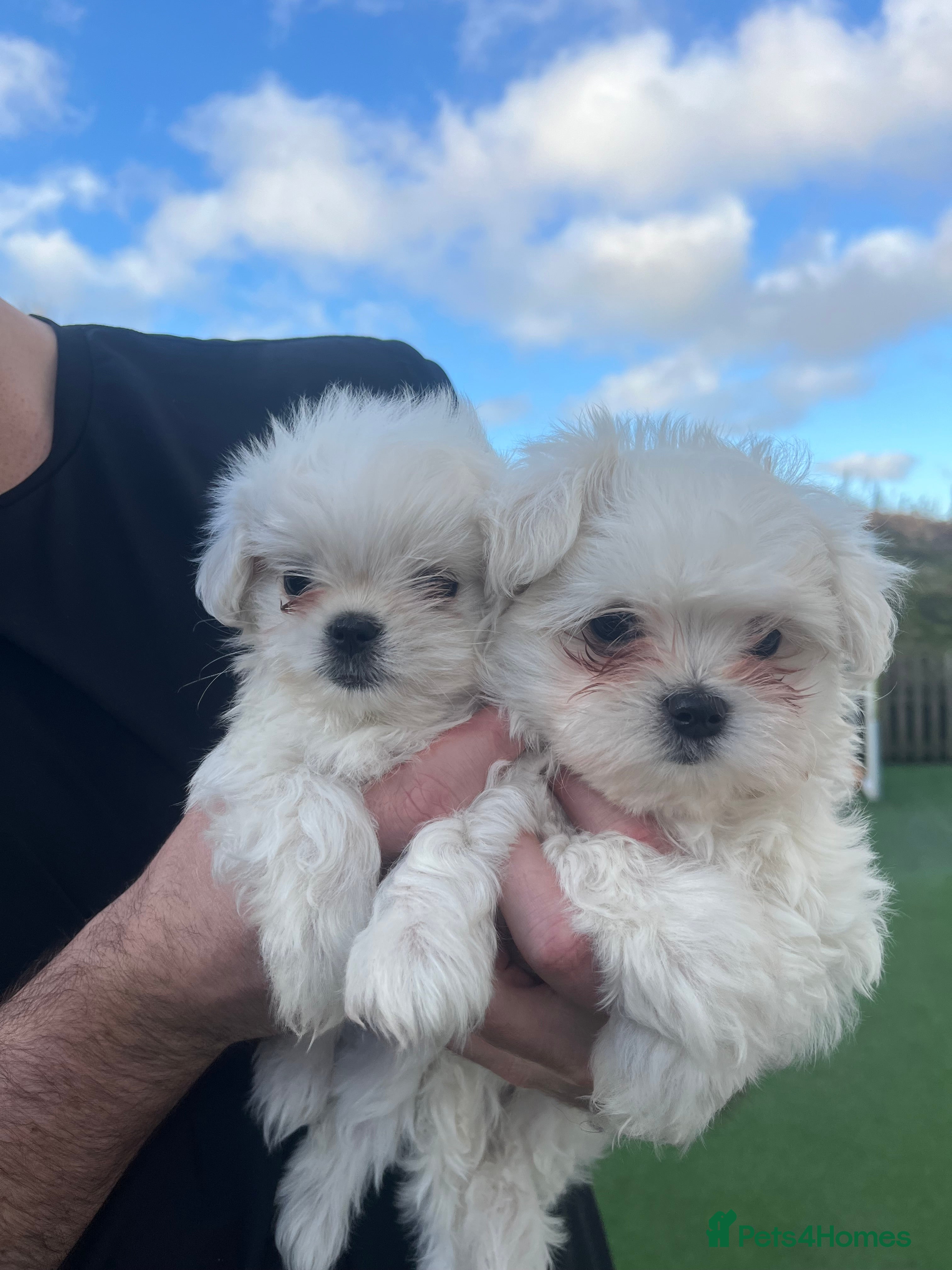 Maltese dogs Meet Your Little Heart Melters ❄️ - Advert 2