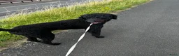Labradoodle dogs for stud: ALFIE - Available for Stud only  in Falkirk - Advert 2