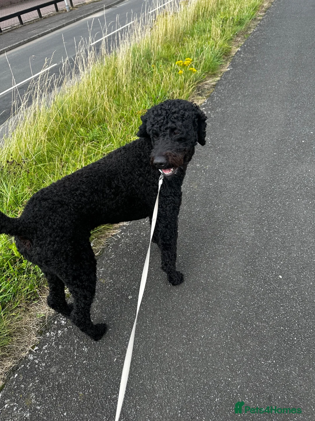 Labradoodle dogs for stud: ALFIE - Available for Stud only  in Falkirk - Advert 2
