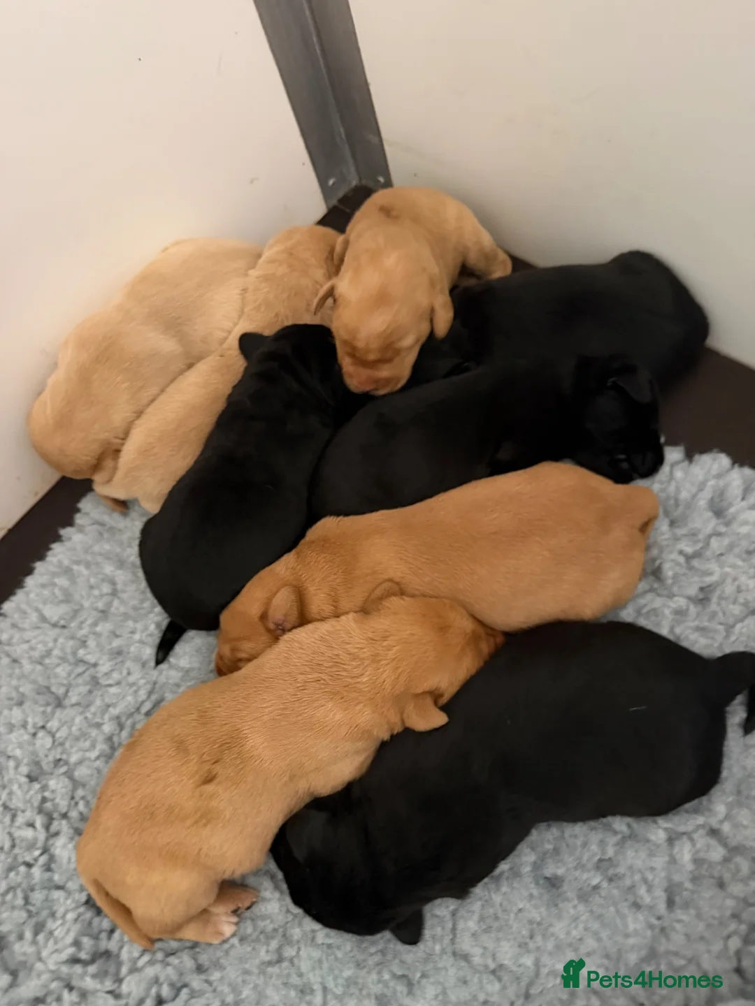 Labrador Retriever dogs for sale: 1st Class ⭐️⭐️⭐️⭐️⭐️ Licensed - Advert 1