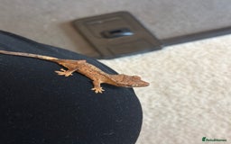 Gecko reptiles for sale: Brown Dalmatian Crested Gecko in Banbury - Image 13
