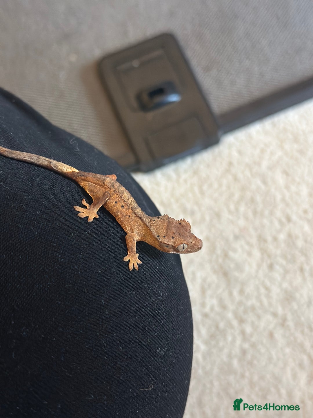 Gecko reptiles for sale: Brown Dalmatian Crested Gecko in Banbury - Image 13