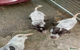 German Shorthaired Pointer dogs for sale: Pointers - Advert 6