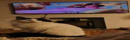 British Longhair cats for sale: Beautiful long haired female cat for sale - Advert 13