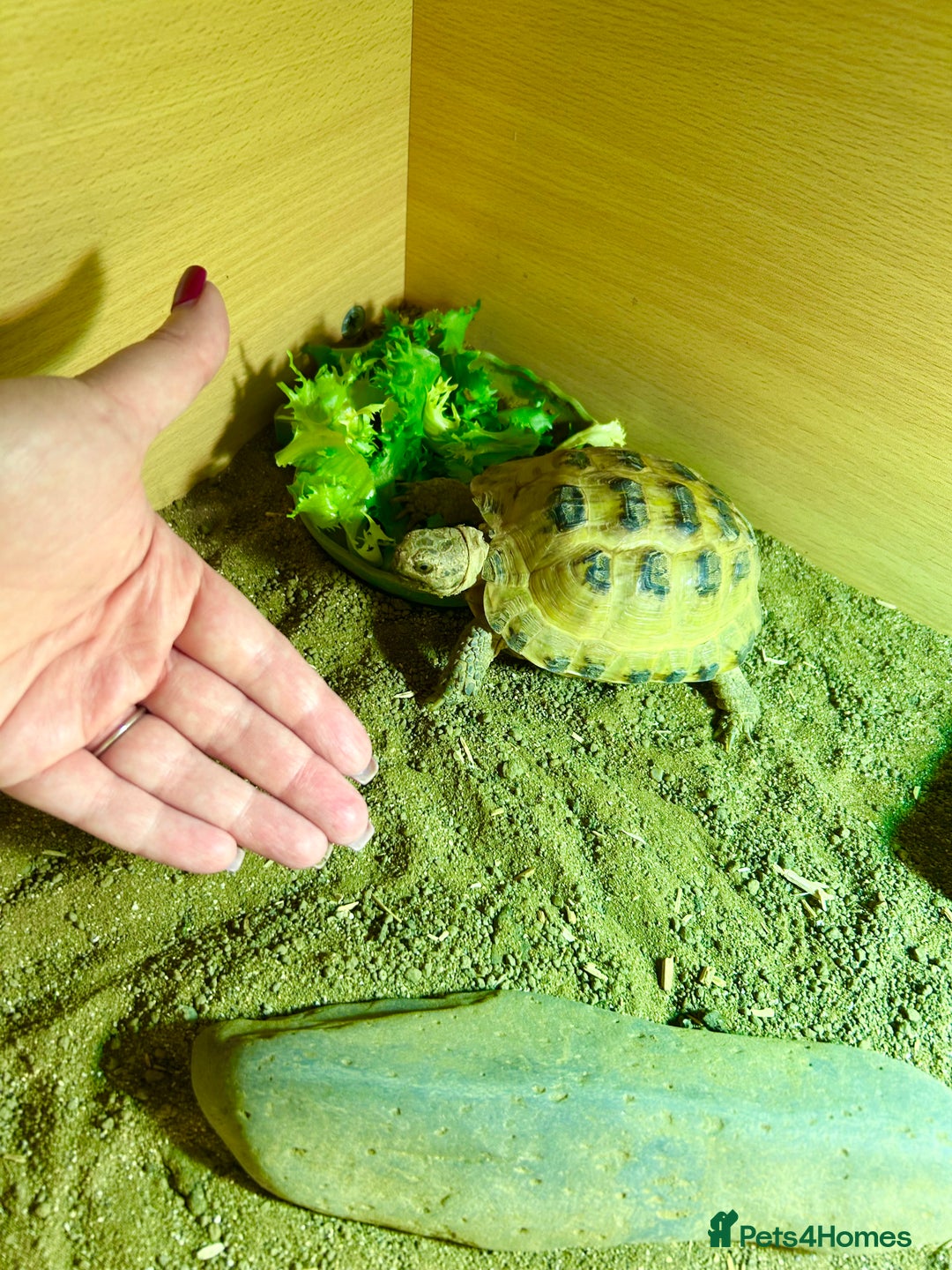 Tortoise reptiles for sale: Hermann Tortoise with enclosure & accessories  - Advert 5