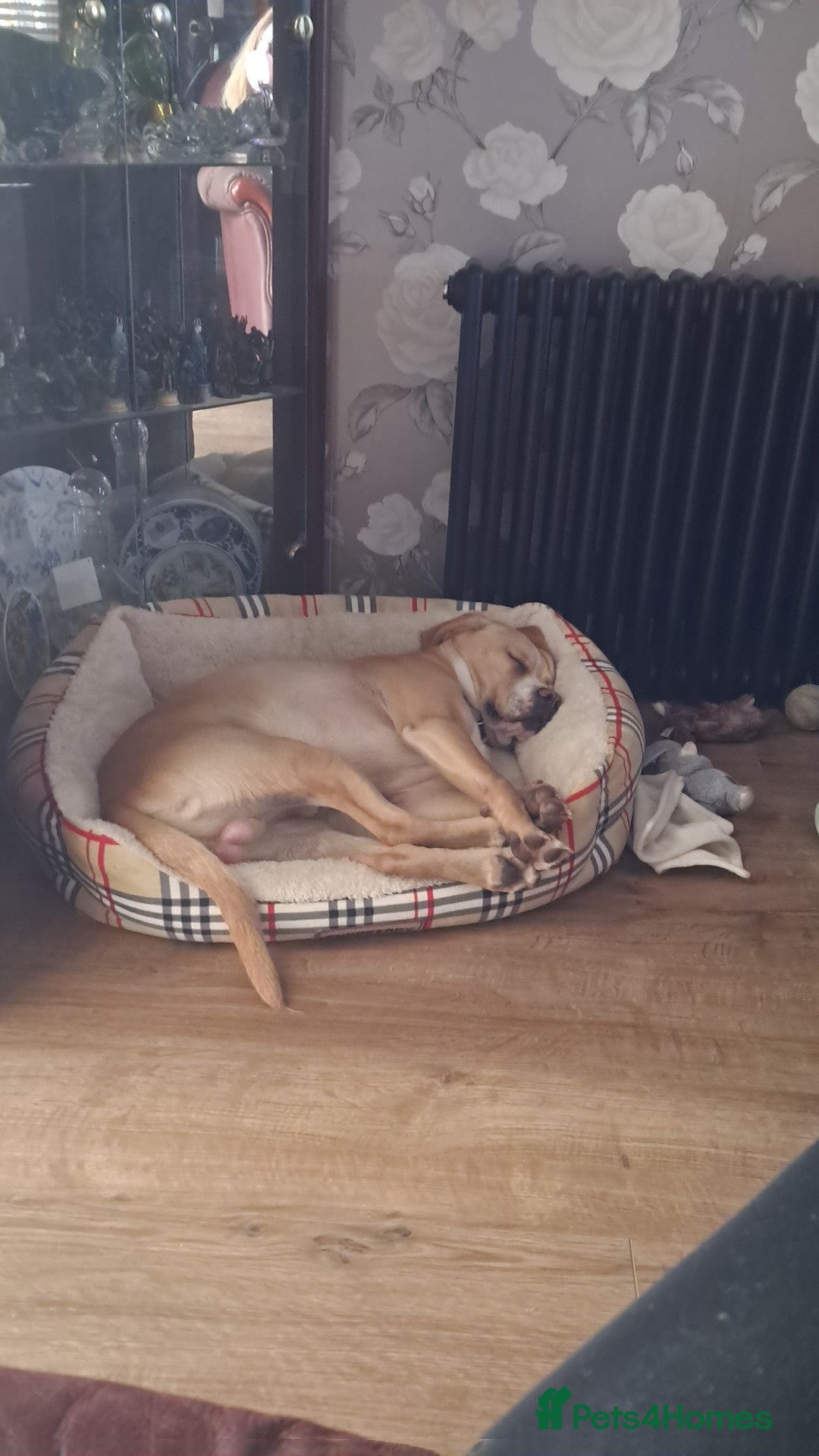 Mixed Breed dogs for sale: Arlo the French cockapoo - Image 26