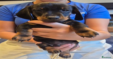 Miniature Dachshund dogs - Advert 8