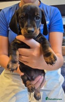 Miniature Dachshund dogs - Advert 4