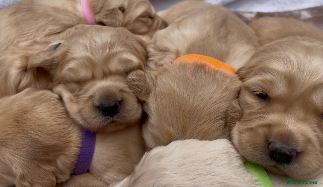 Golden Retriever dogs for sale: OUTSTANDING PEDIGREE GOLDEN RETRIVER PUPPIES KC - Image 28