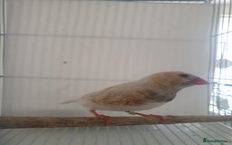 Finches birds for sale: 6 Show Quality Zebra Finches for Sale  - Image 7