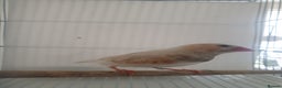 Finches birds for sale: 6 Show Quality Zebra Finches for Sale  - Advert 7