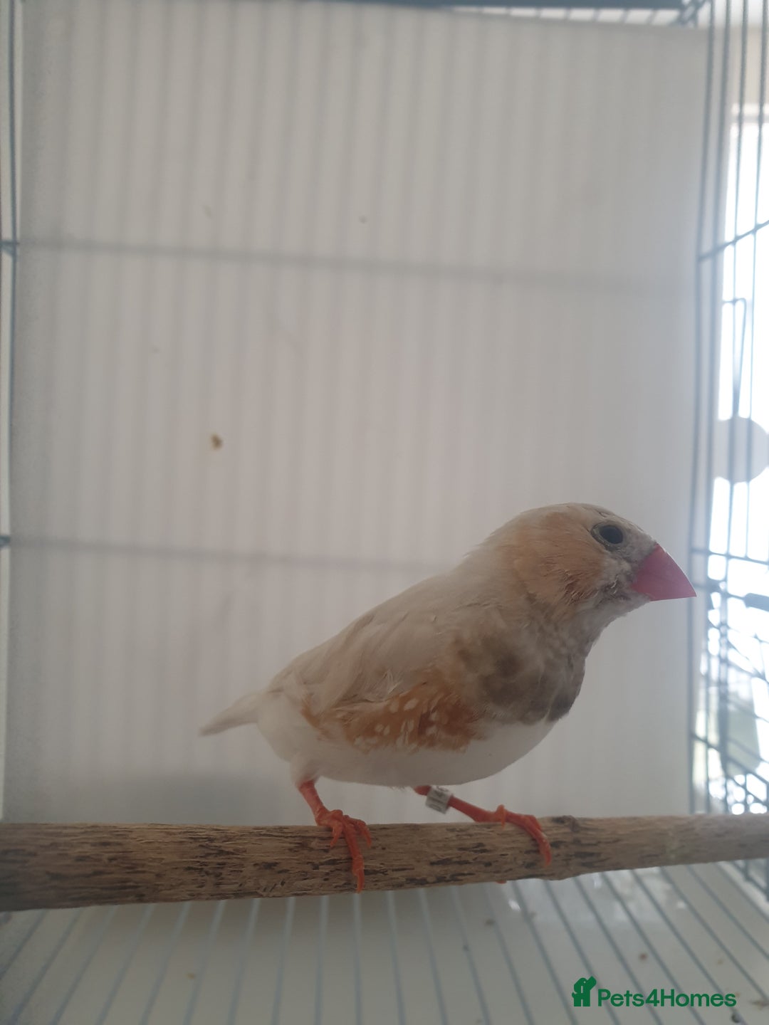 Finches birds for sale: 6 Show Quality Zebra Finches for Sale  - Image 7