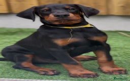 Dobermann dogs for sale: Exceptional Confident European Doberman puppies - Image 4