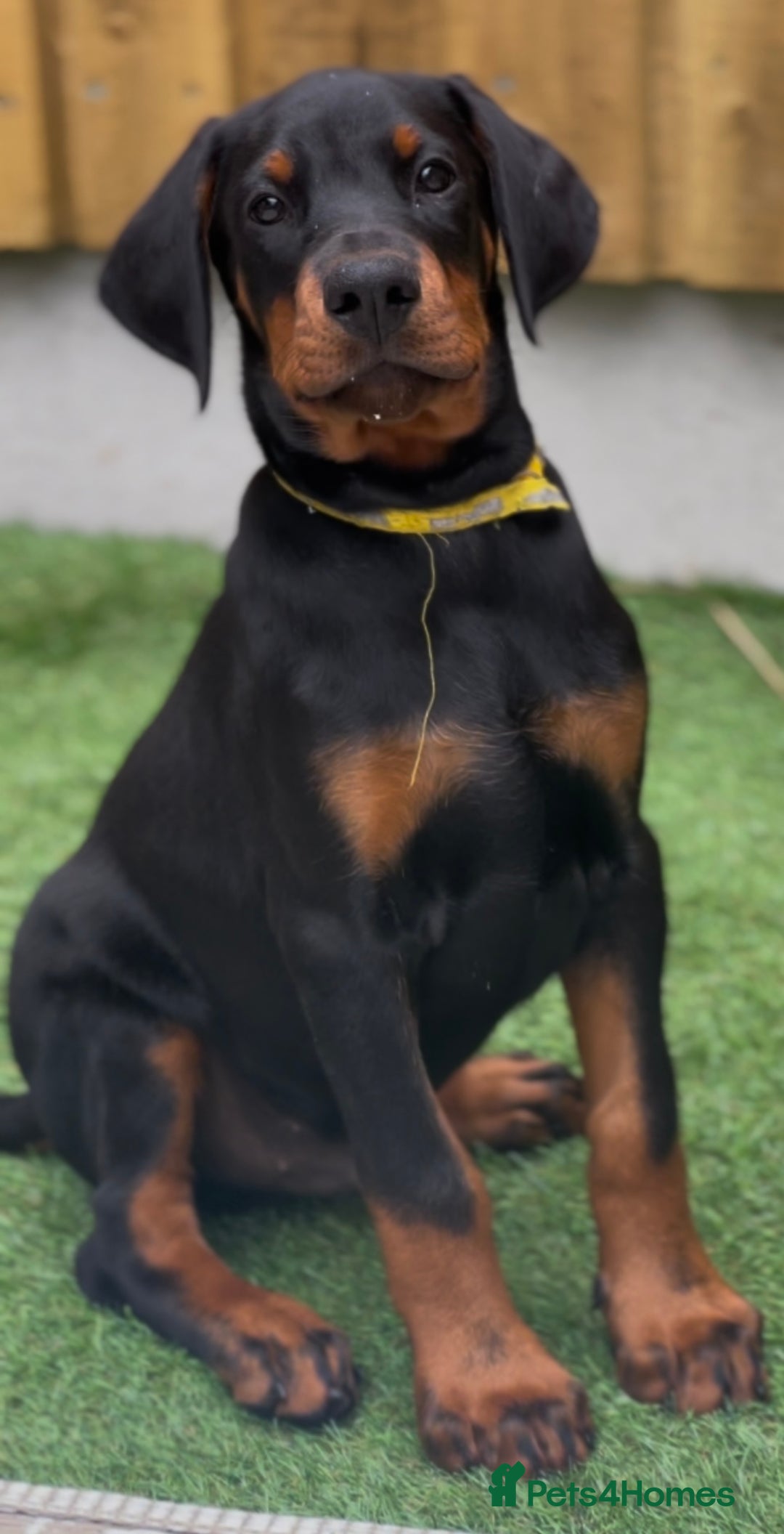Dobermann dogs for sale: Exceptional Confident European Doberman puppies - Image 4
