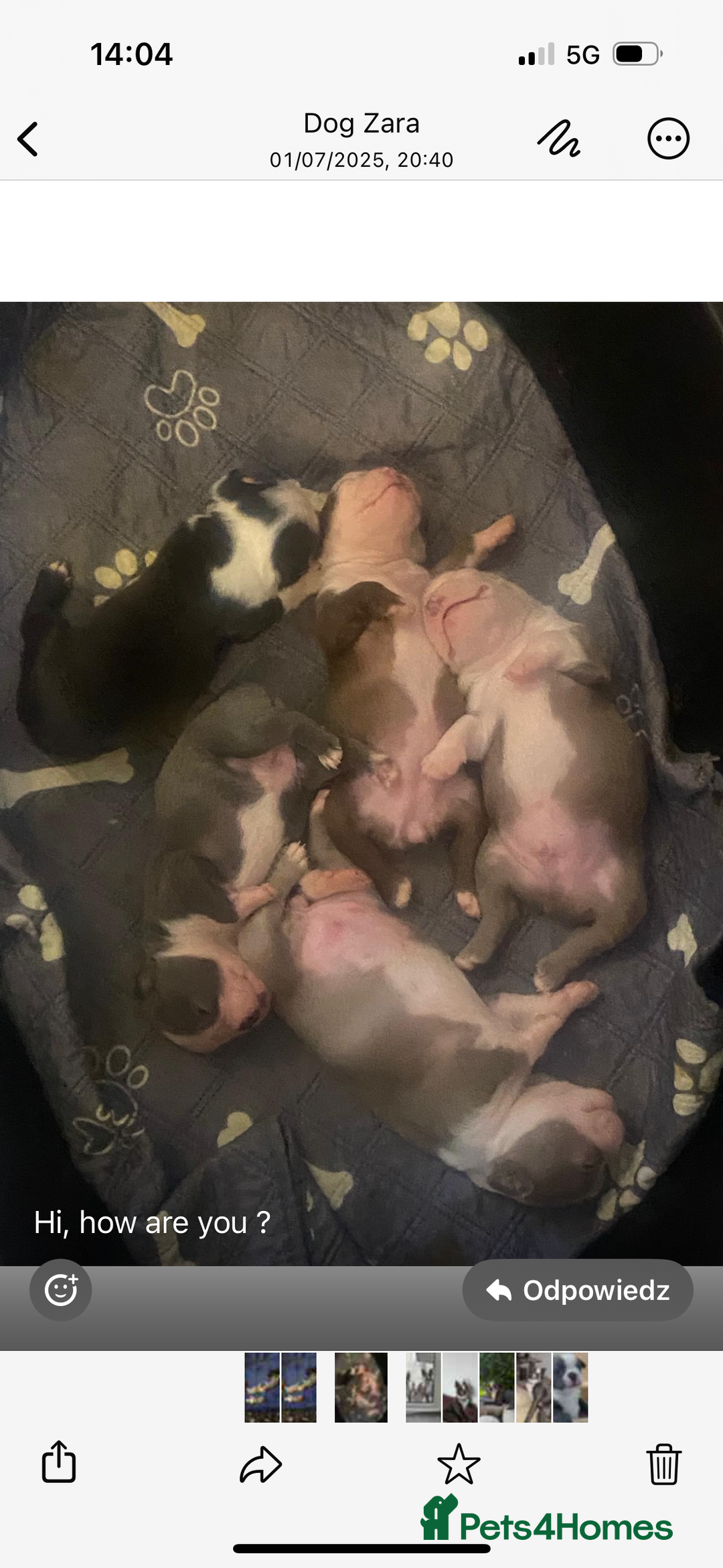 Boston Terrier dogs for stud: Boston terrier for stud blue&white proven KC regis in Wantage - Image 19