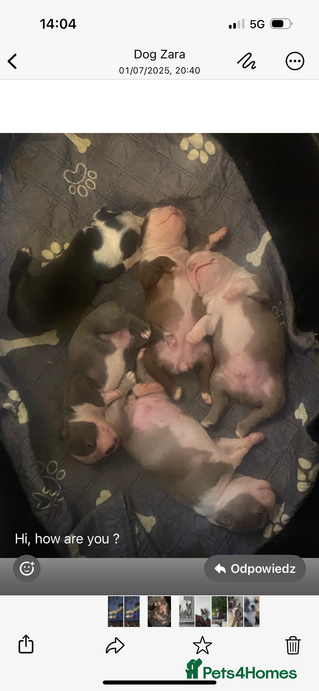 Boston Terrier dogs for stud: Boston terrier for stud blue&white proven KC regis in Wantage - Advert 19