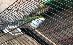 Budgerigars birds for sale: Two budgies  - Image 1